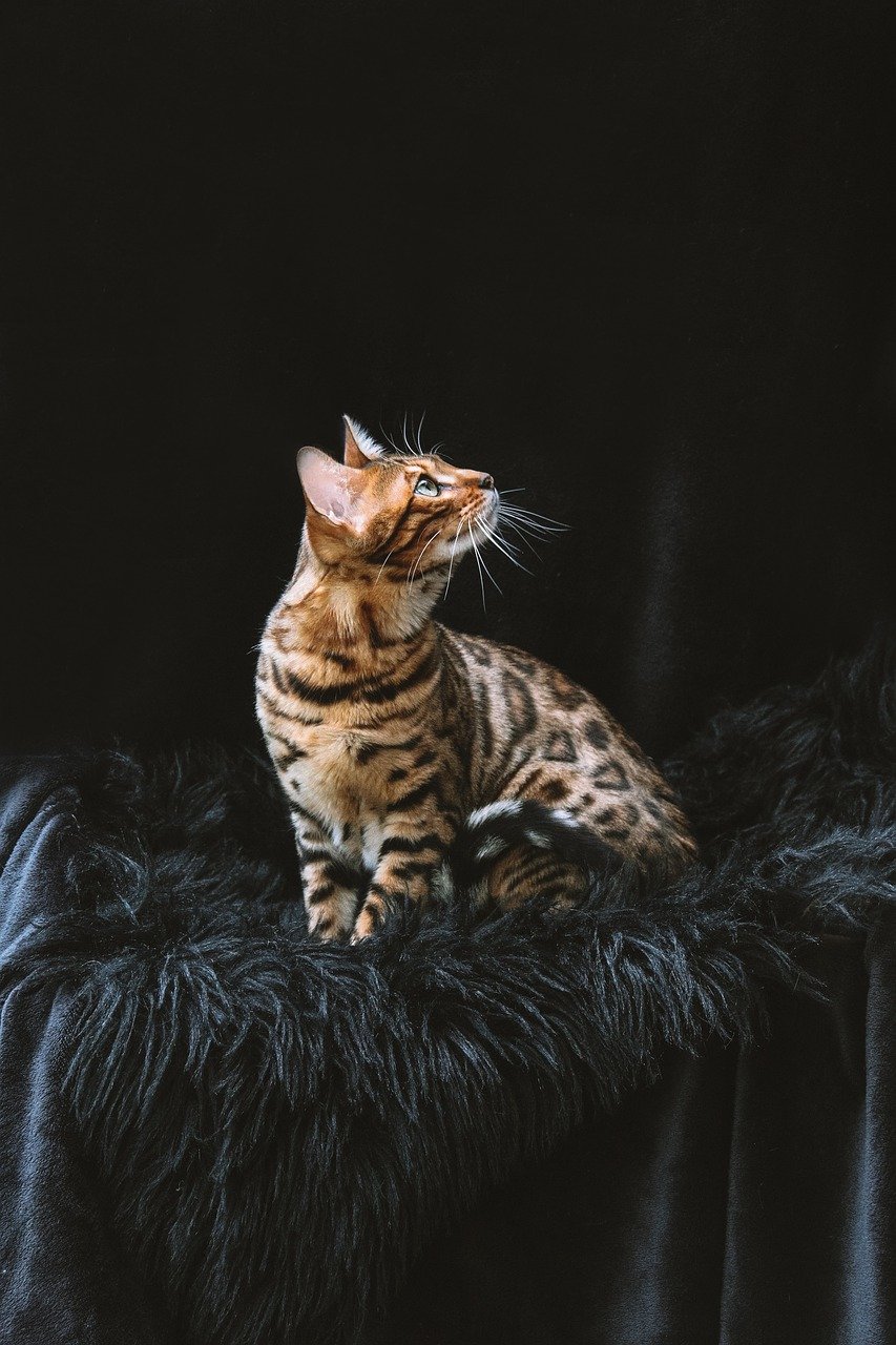 bengal cat, nature, cat-8012976.jpg