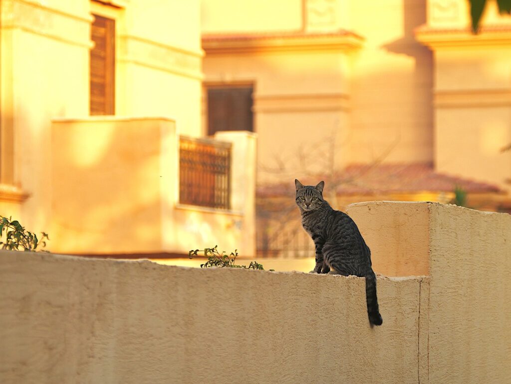 cat, mediterranean, animal-5046119.jpg